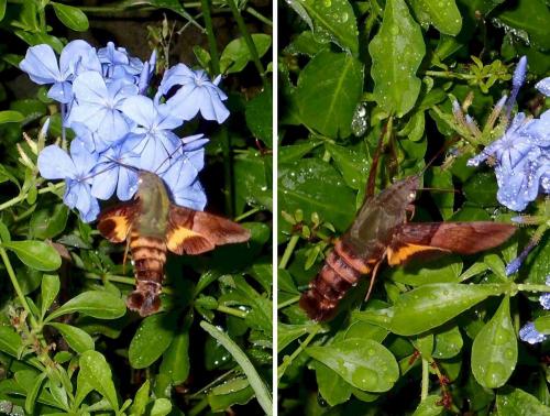 Macroglossum faro